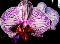 /album/fotogaleria/orquidea-jpg/