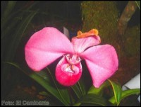 /album/fotogaleria/phragm-1-jpg/